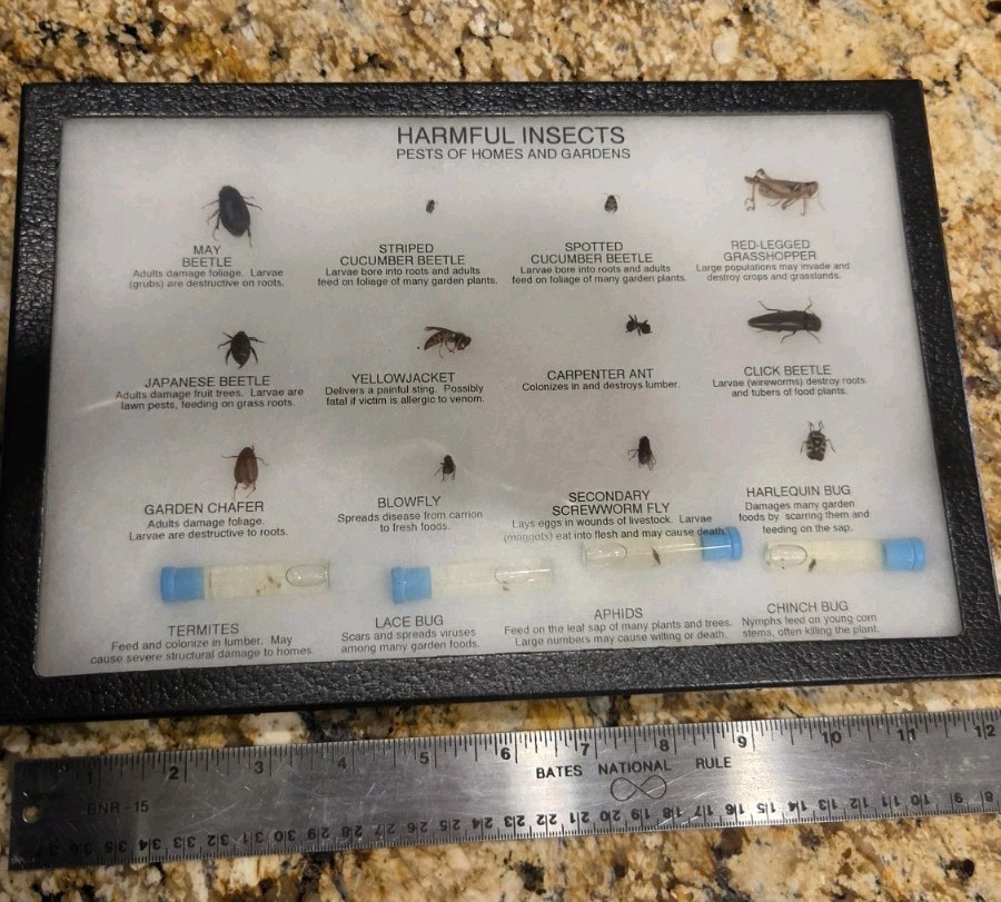 Vintage Harmful Insects Display Collection Taxidermy RARE Bugs