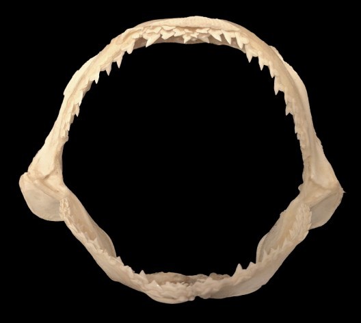 Smooth Hammerhead (Sphyrna Zygaena) Shark Jaw RARE Smooth Hammerhead (Sphyrna Zygaena) Shark Jaw RARE
