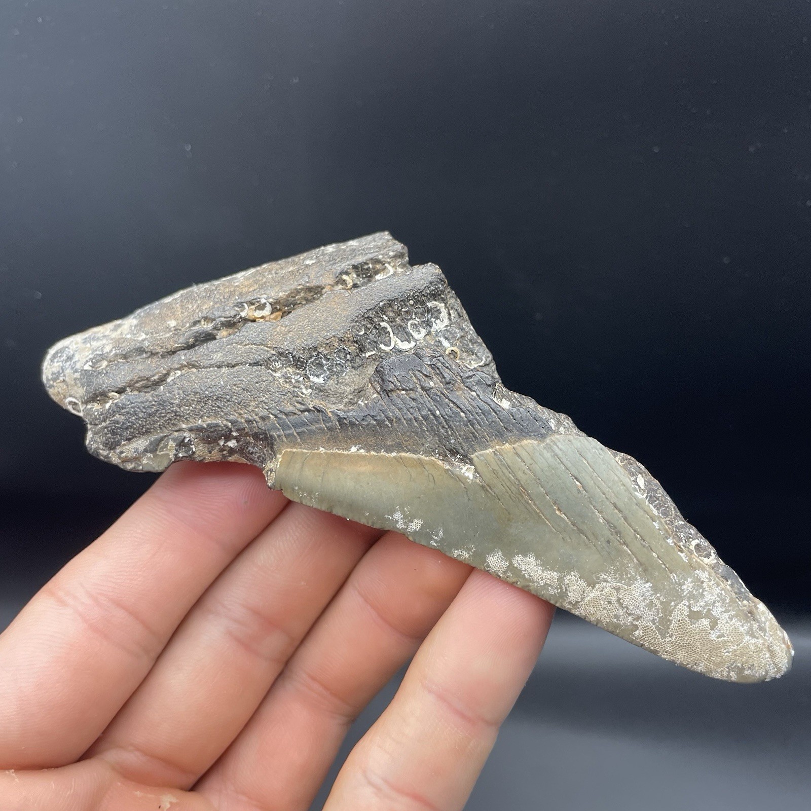 5 Inch Megalodon Tooth Half South Carolina Authentic Megalodon Fossil Tooth
