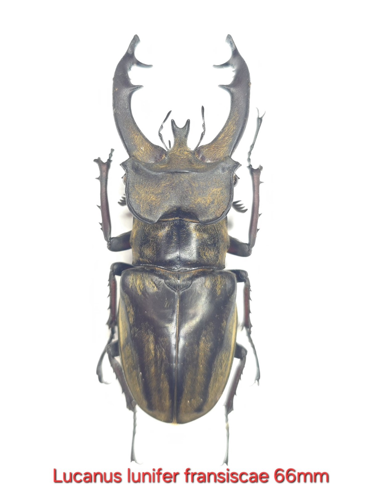 ✔ Rare Lucanus lunifer fransiscae lucanidae insect Beetle