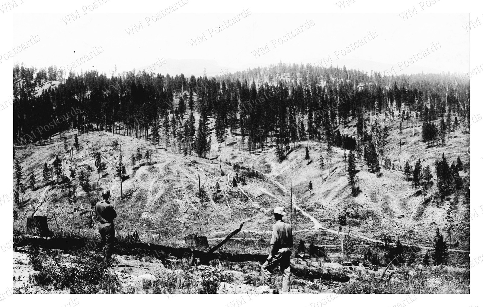 Bitterroot Montana 1909 Logging Clearcut Forestry Comparison Standard Postcard