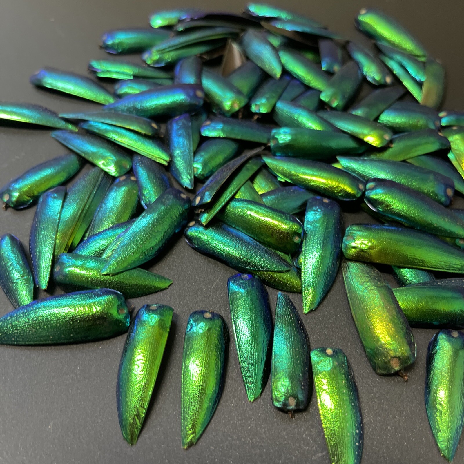 100 DRILLED Green Blue Jewel Beetle Elytra Sternocera Insect wings USA SELLER