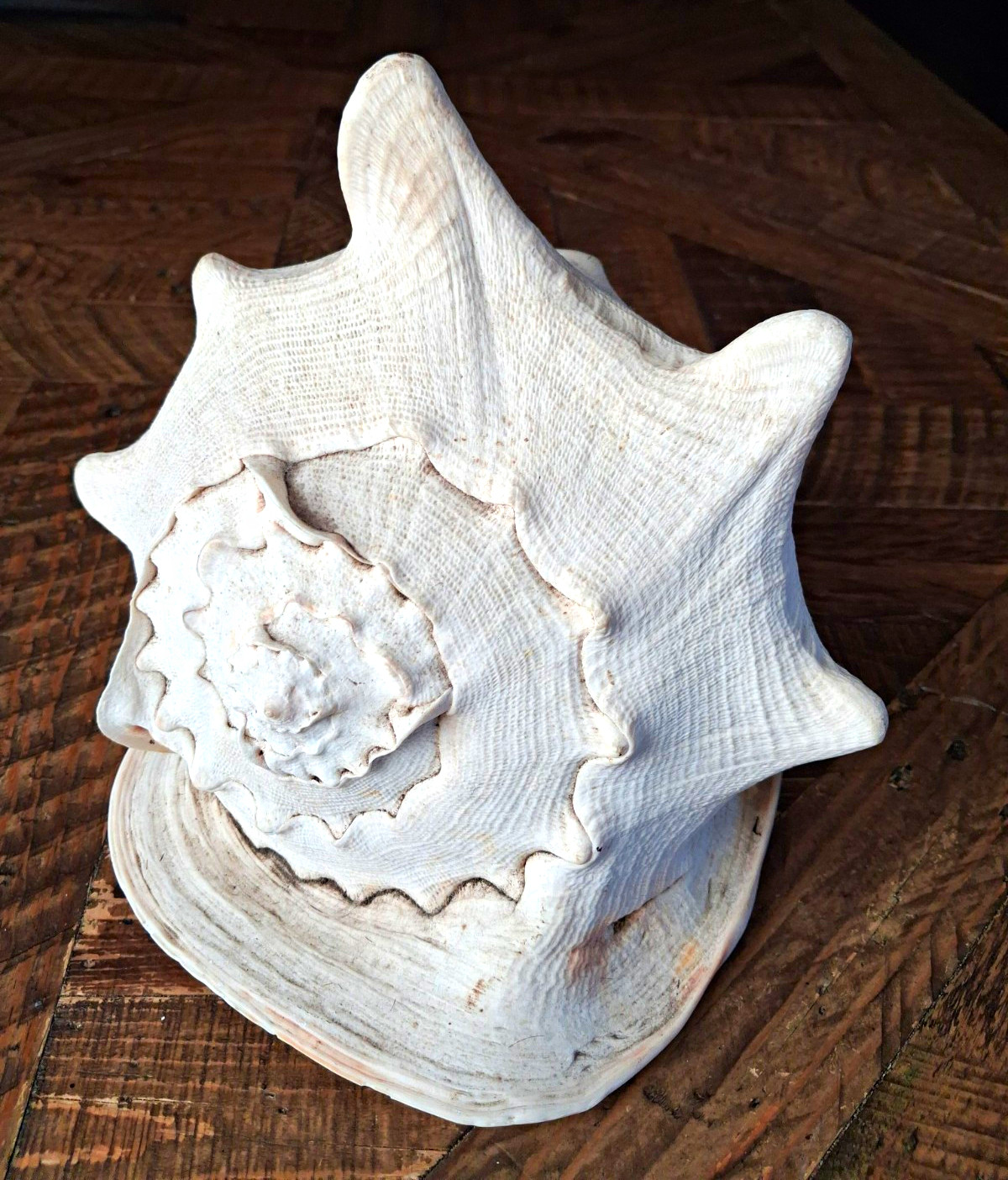 Large Queen Horned Helmet Conch Shell 10x8x8 HUGE