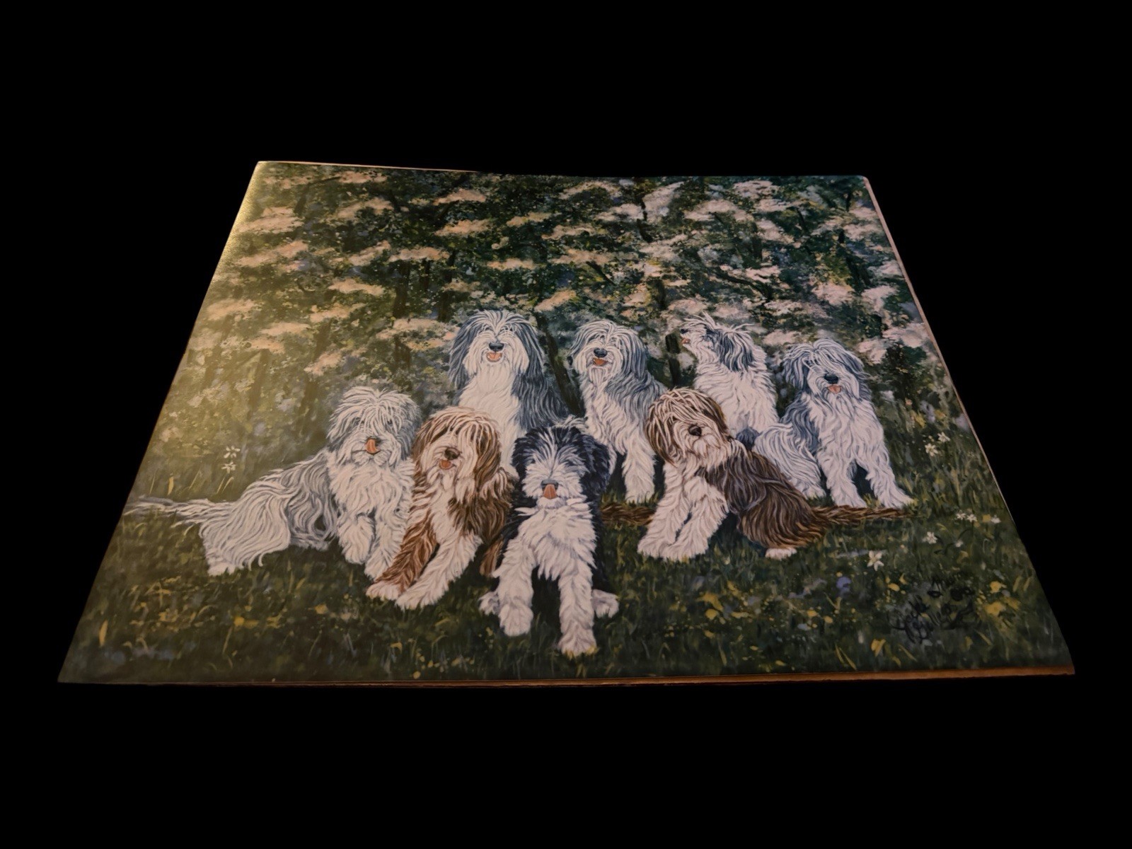 1994 Jack D Thiem Bearded Collie Art Photo Print 16x20 Negatives Provenance