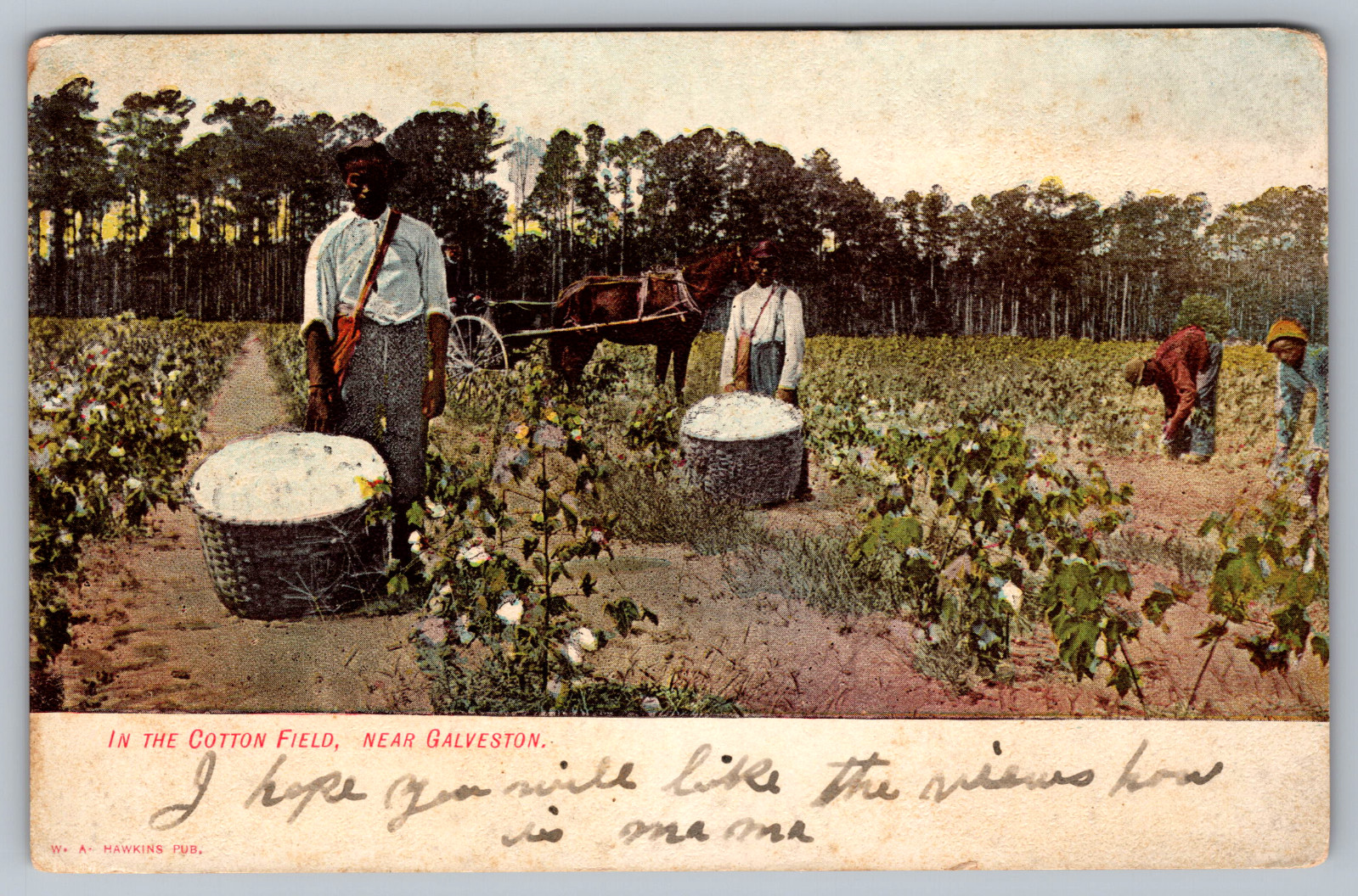 Postcard Picking Cotton Near Galveston Texas