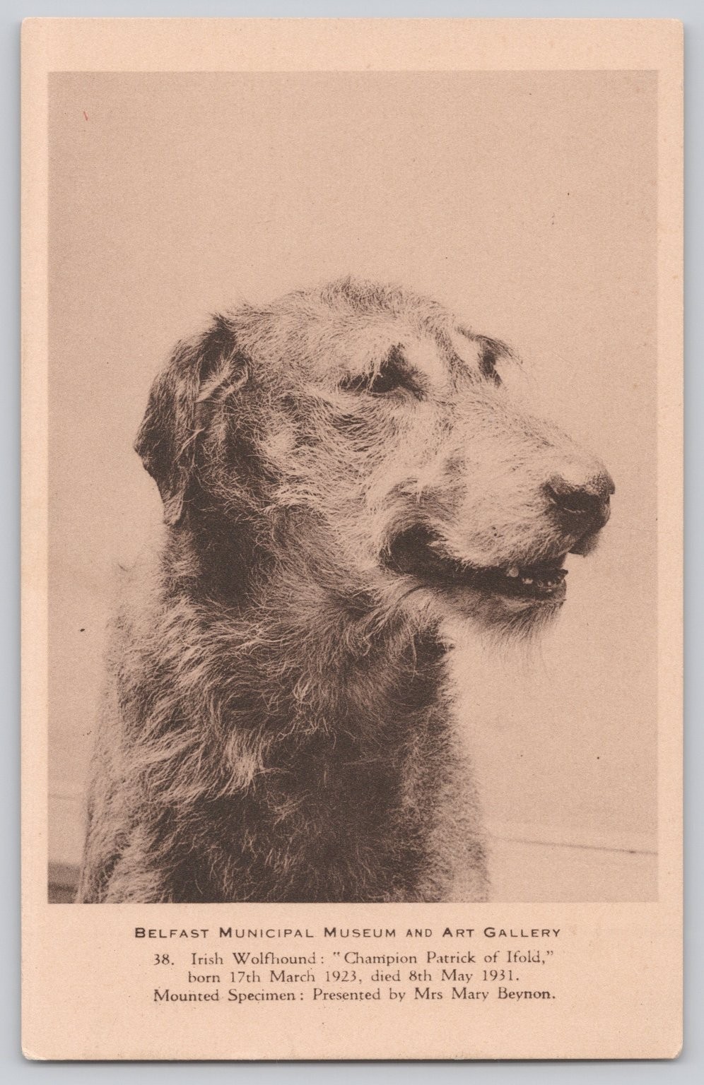 Vintage Irish Wolfhound Champion Patrick of Ifold Belfast Museum Postcard