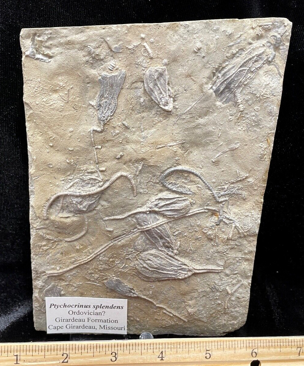 Hard Square of Crinoid Fossils, Cape Gerardeau, MO