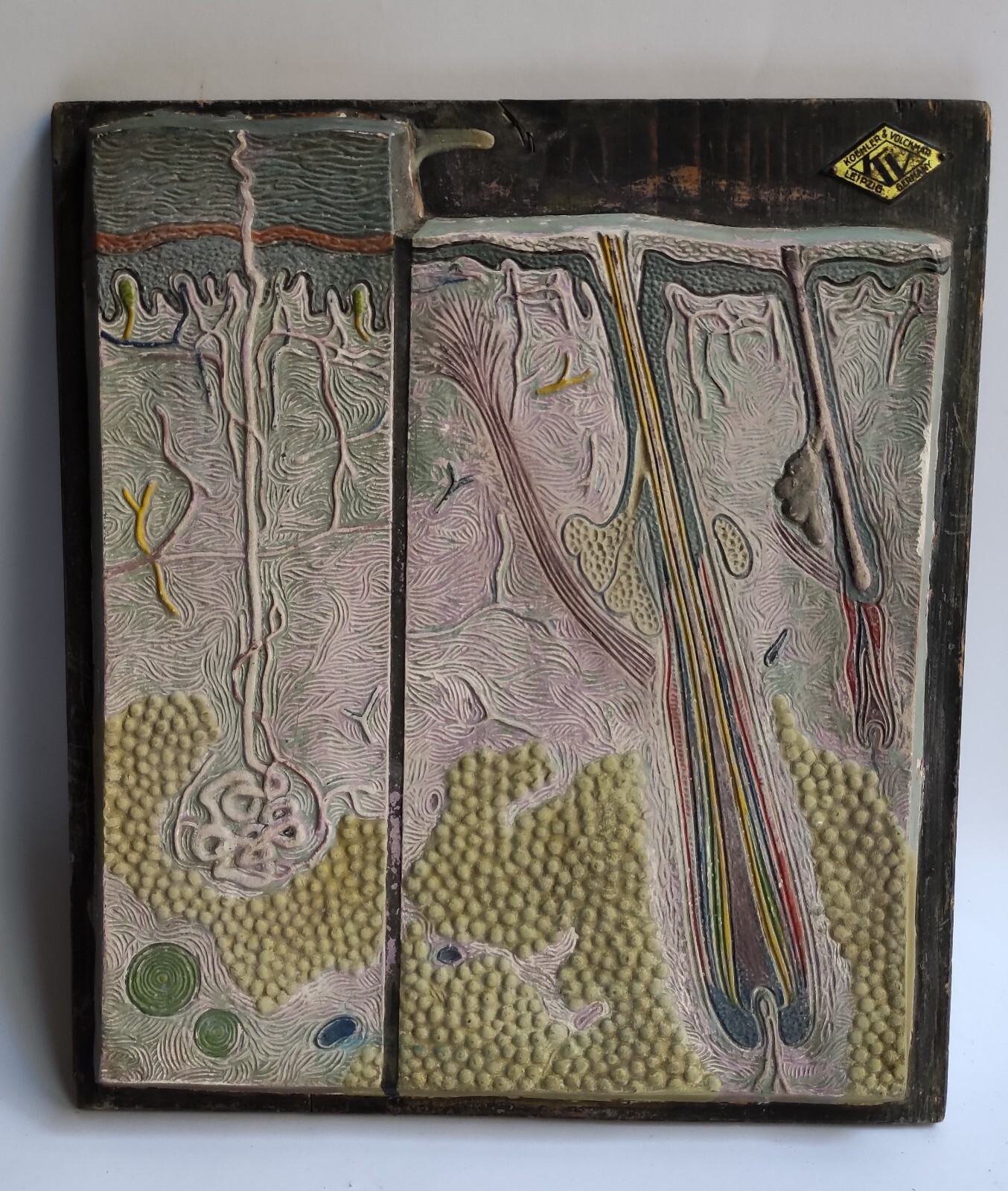 ANTIQUE - PLANT ANATOMY - MODEL - KOEHLER & VOLCKMAR - GERMANY