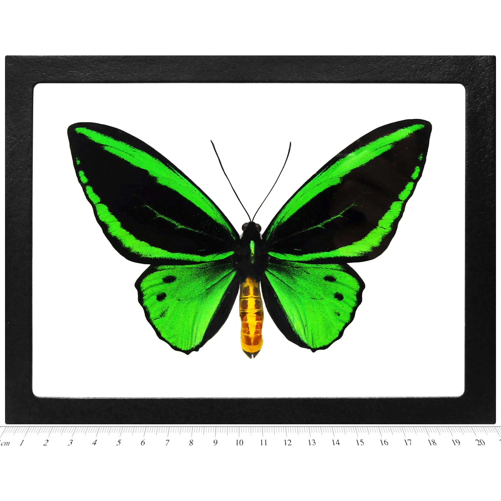 Ornithoptera pria MALE green black butterfly Papua New Guinea FRAMED