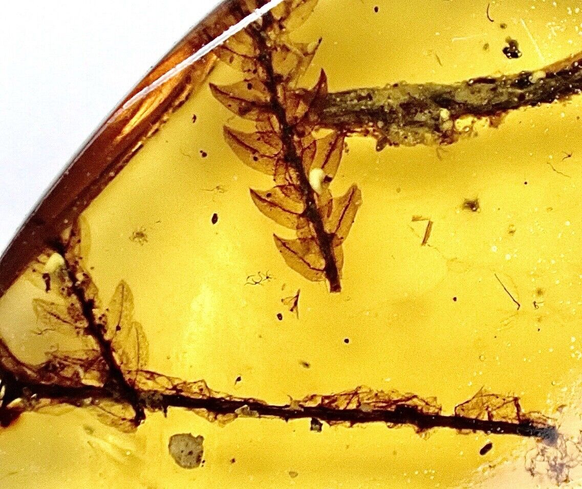 PERFECTLY PRESERVED MOSS FLOWER PLANT 99MYO Burmite Amber Fossil Bug DINO AGE