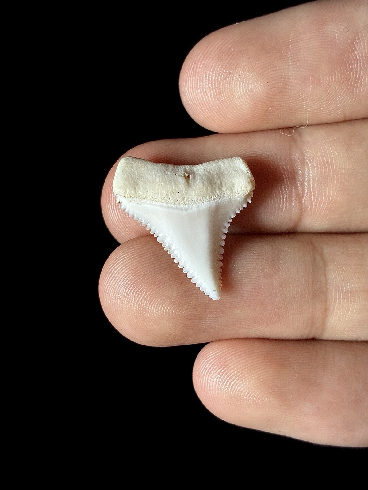 15/16”+ (0.91”) FLAWLESS Modern Great White Shark tooth, Upper jaw lateral 15/16”+ (0.91”) FLAWLESS Modern Great White Shark tooth, Upper jaw lateral