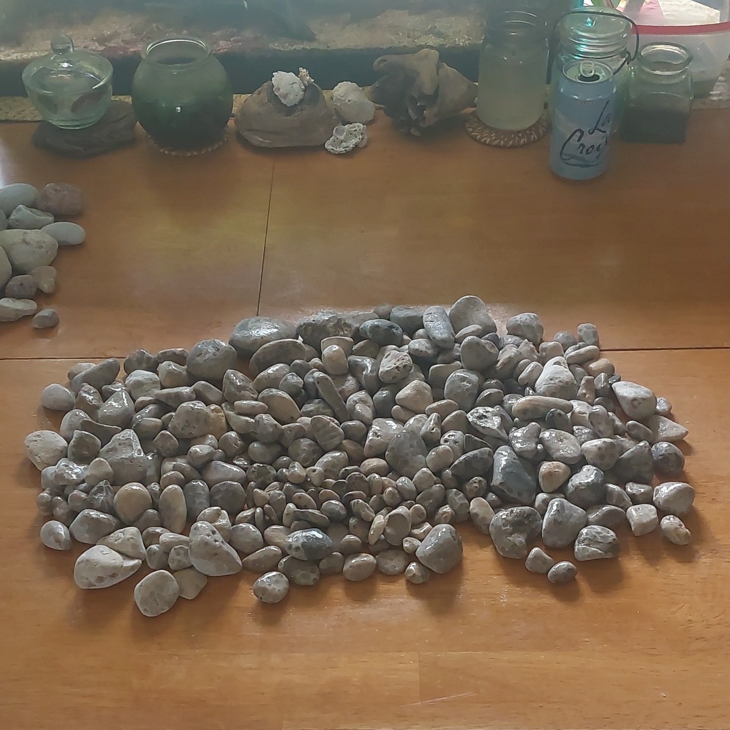 Lake Michigan Petoskey Stones Authentic Fossils From Lake Charlotte Charlevoix
