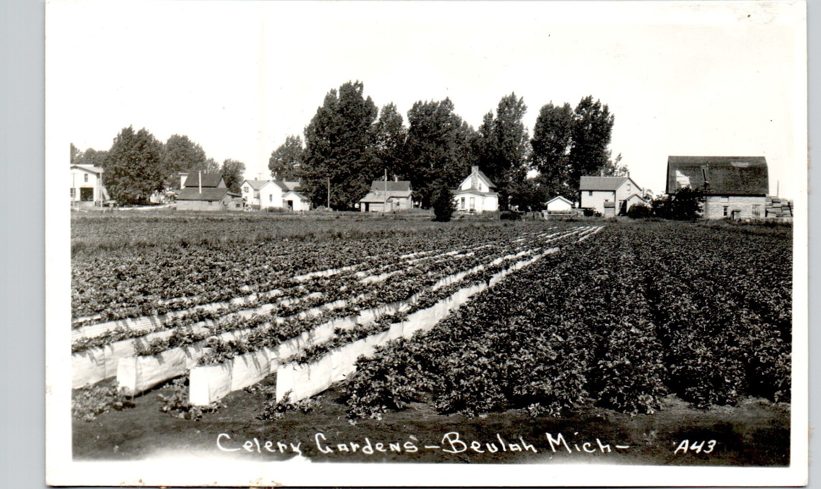 CELERY GARDENS beulah mi 1940 postcard michigan real photo rppc farm agriculture