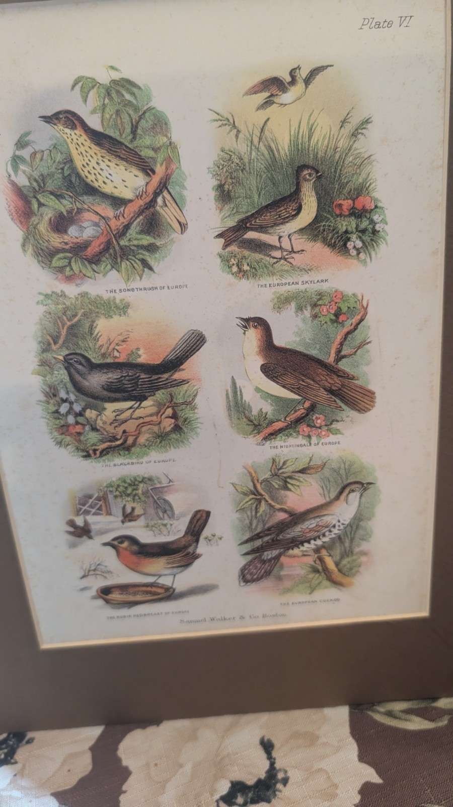 Antique 1868 Chromolithograph Samuel Walker & Co Birds The Living World VI print Antique 1868 Chromolithograph Samuel Walker & Co Birds The Living World VI print