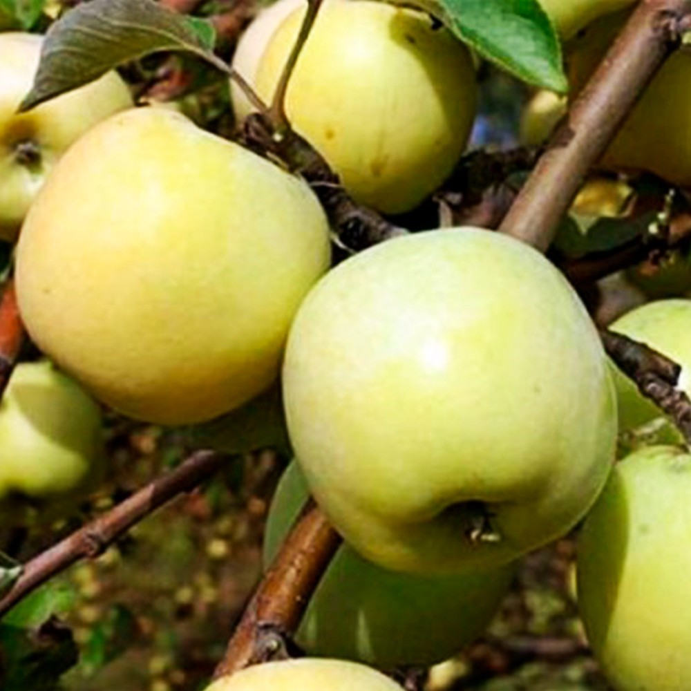 Malus Domestica ‘Antonovka’ 20 seeds – Hardy Apple Tree / Heirloom Fruit Variety