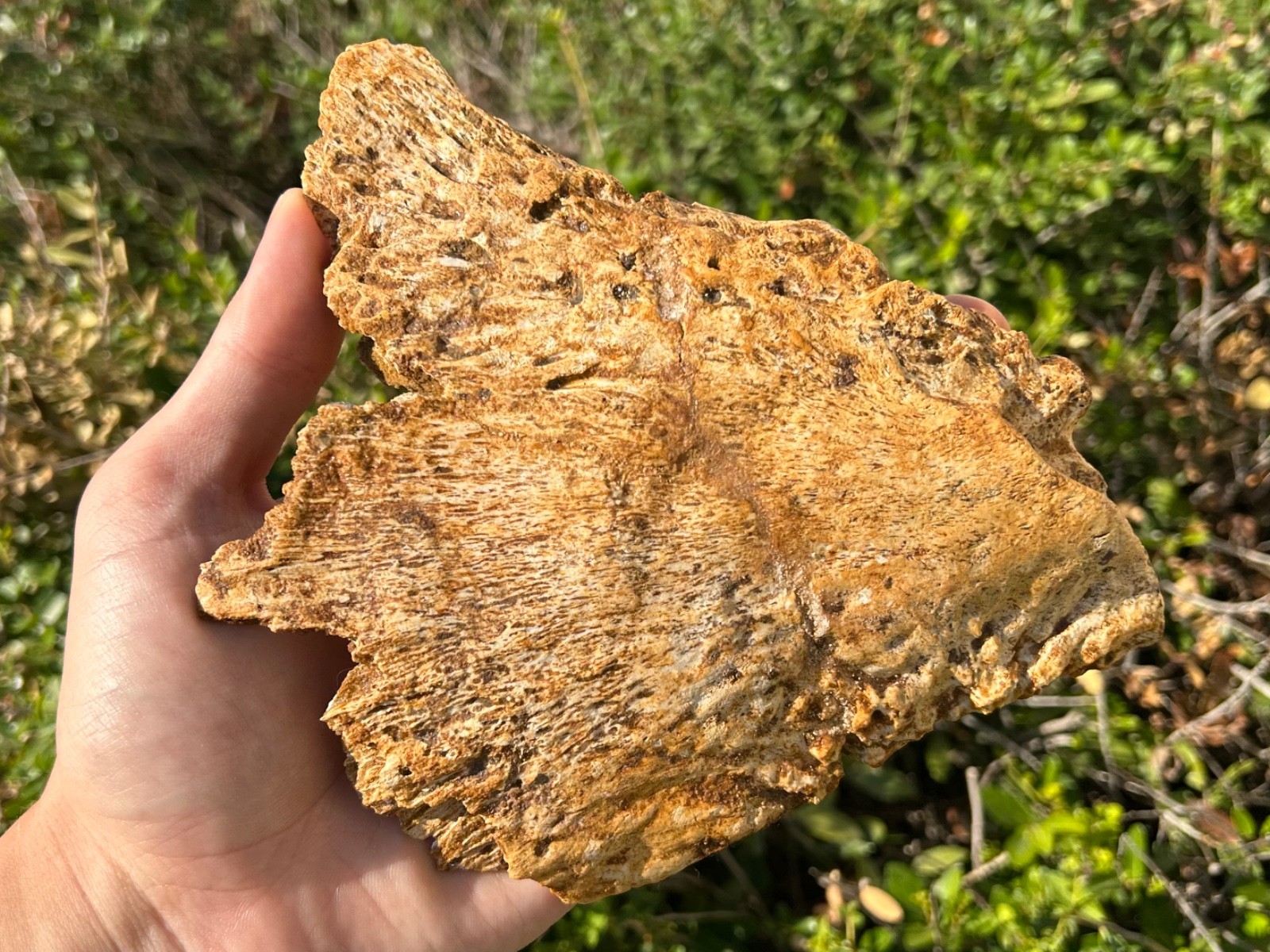 HUGE Kem Kem Fossil Crocodile Jaw SUPER CROC Morocco Cretaceous Age 7.1”