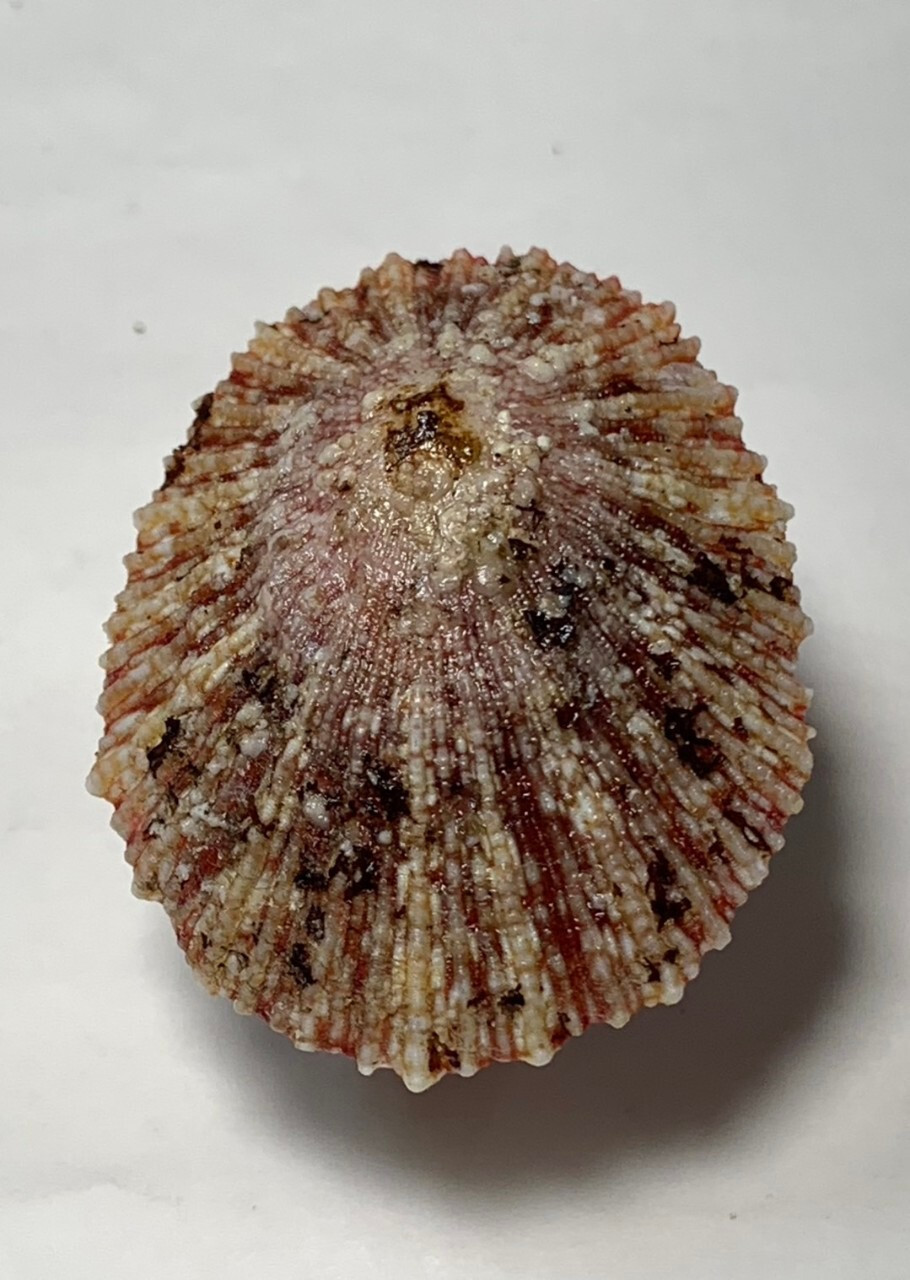 Formosa/SEASHELL/Cymbula miniata 39.8mm.South Africa