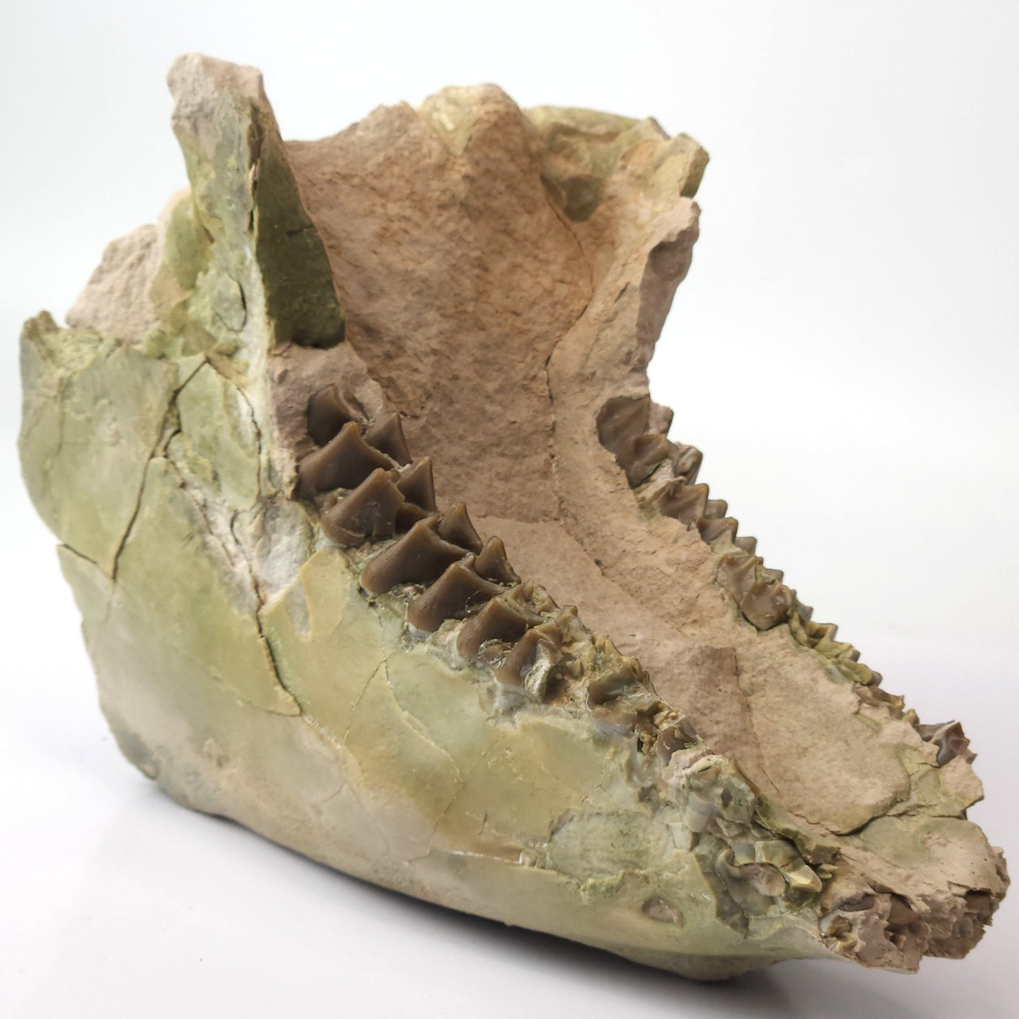 Oreodont Articulated Lower Jaws Fossil - White River - Brule Fm. - Crawford, NE
