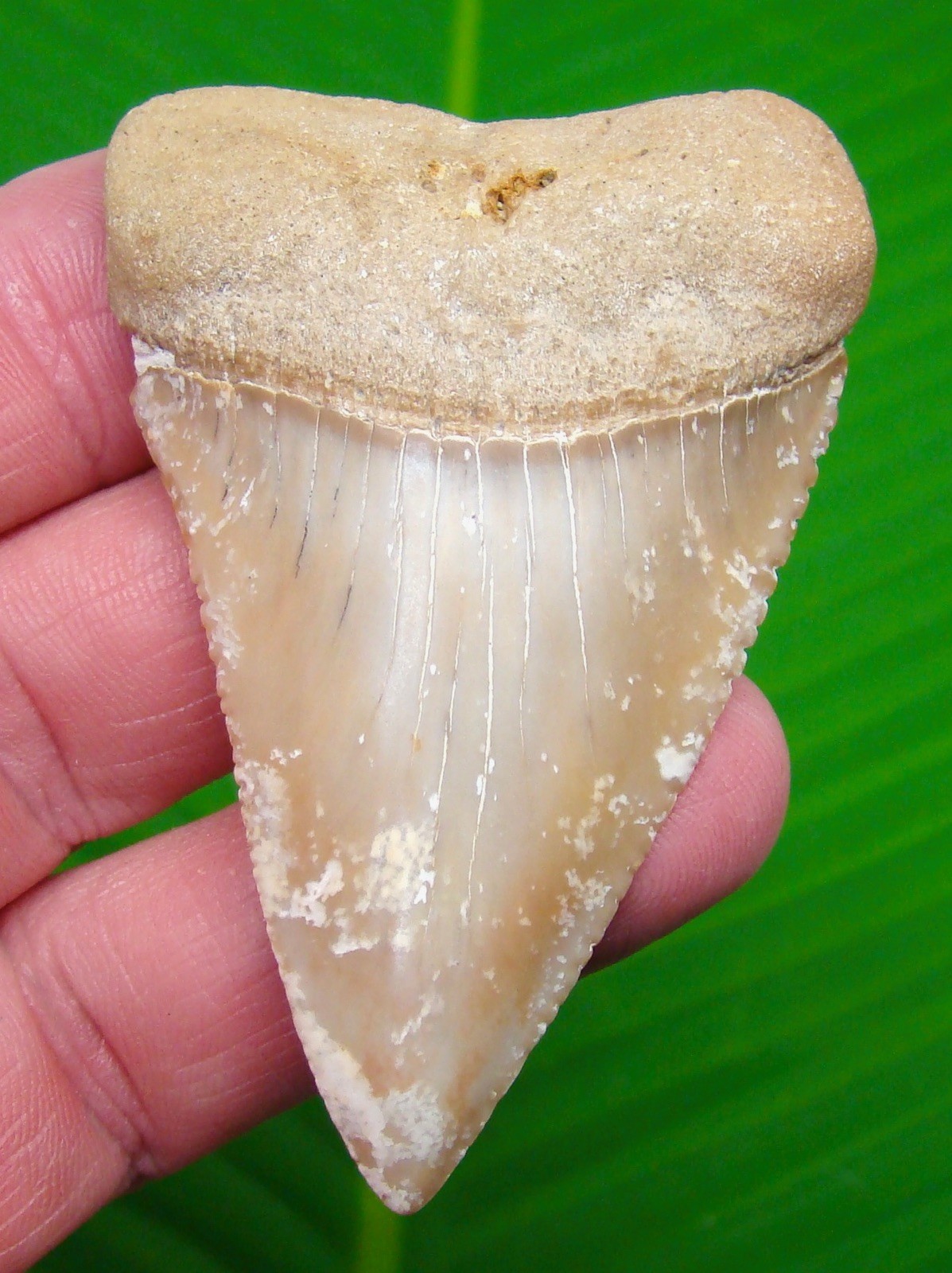 2.83” MONSTER Chilean GREAT WHITE Shark Tooth Real Fossil - Natural Chile