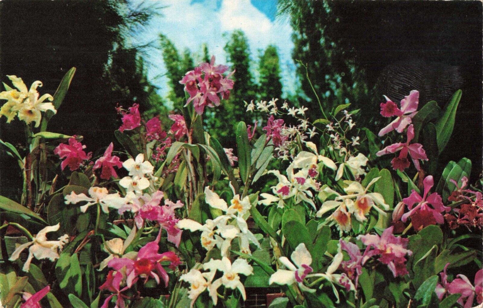Vero Beach Florida, McKee Jungle Gardens, Exotic Orchids, Vintage Postcard