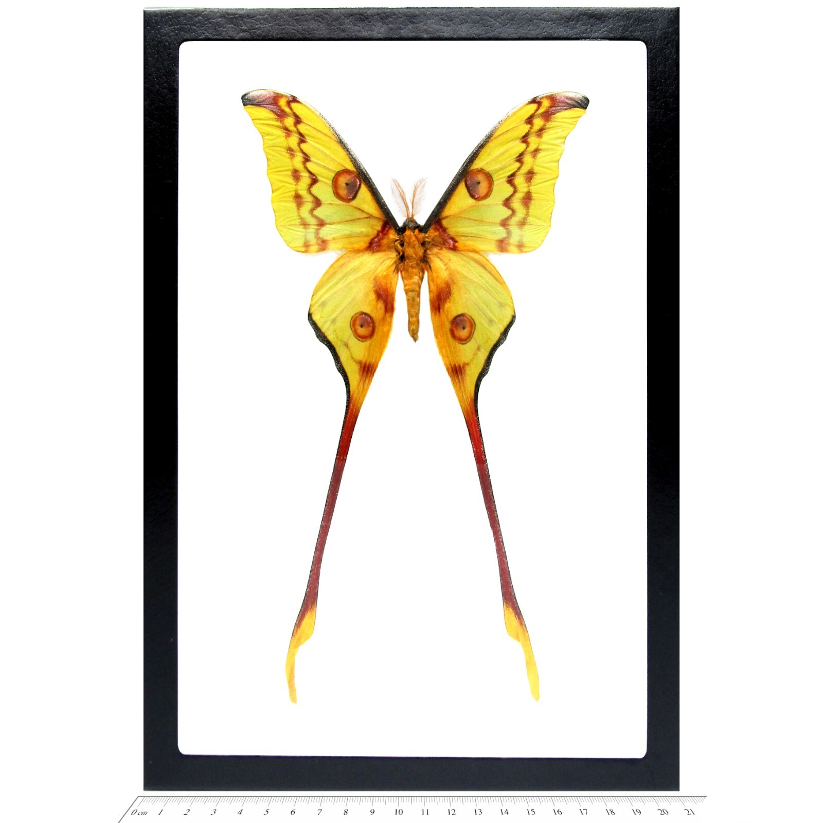Argema mittrei MALE green yellow comet saturn moth Madagascar FRAMED