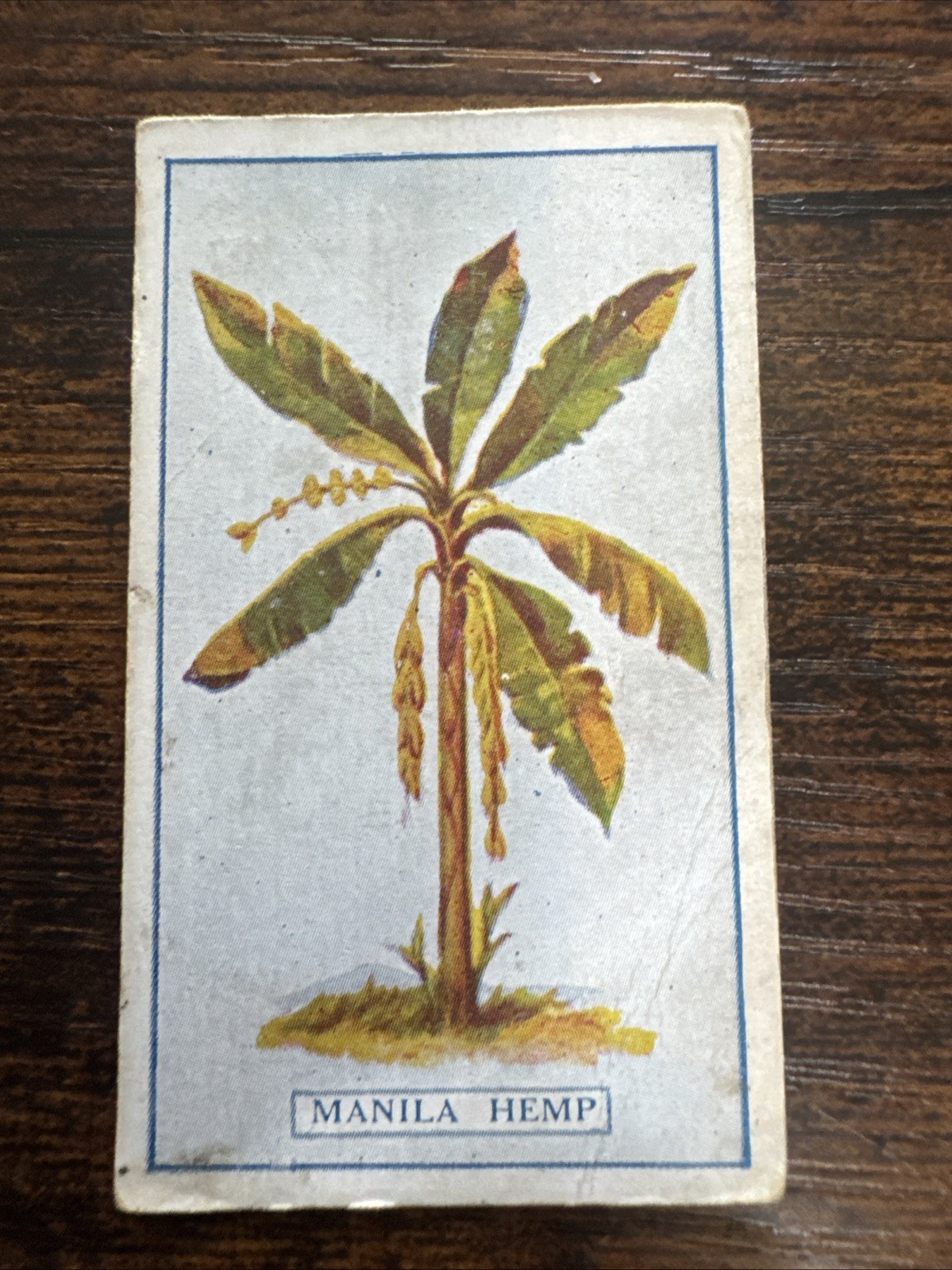 1917 - Gallaher - Plants Of Commercial Value Manila Hemp Marijuana/Weed (4)