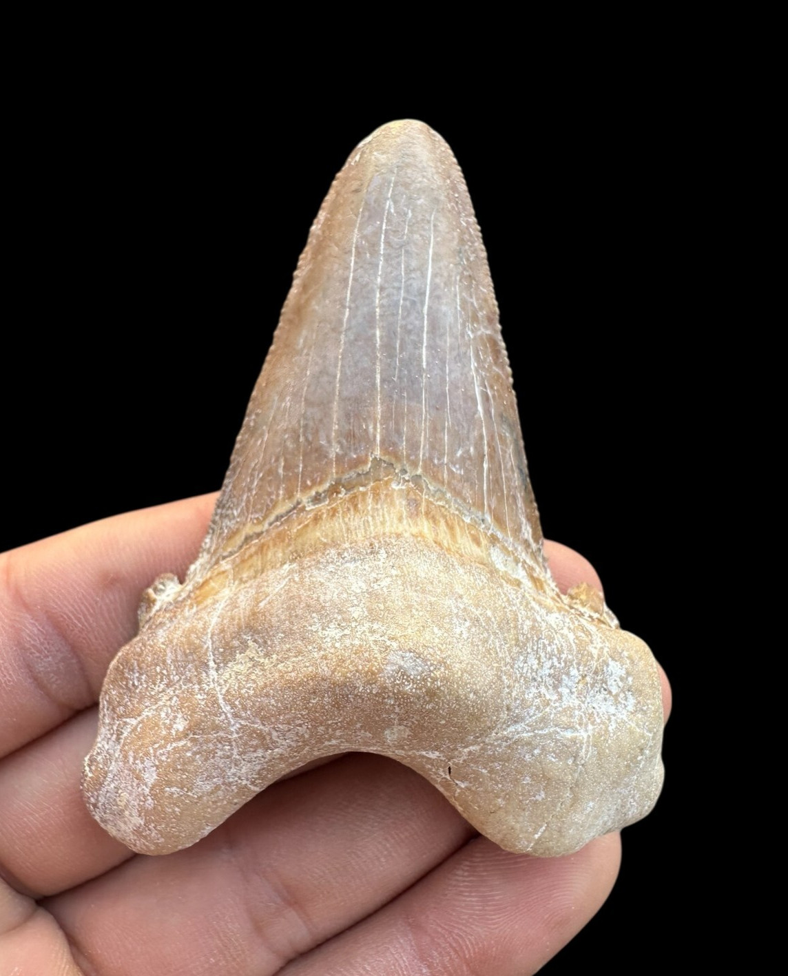 HUGE 3.3\'\' Auriculatus Sokolovi shark tooth, Dinosaur tooth from Morocco, Meg
