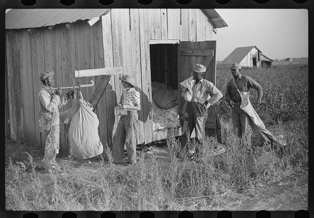 Merigold Mississippi 1939 Weighing Cotton Sunflower Plantation FSA Project