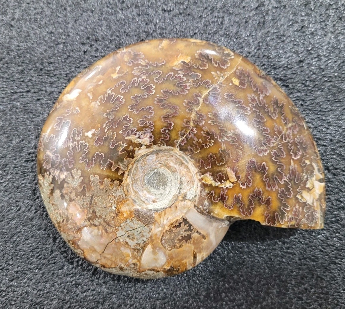 Iridescent Ammonite Fossil 4in Polished Red Flash 8.7oz 248g Specimen Crystals Iridescent Ammonite Fossil 4in Polished Red Flash 8.7oz 248g Specimen Crystals