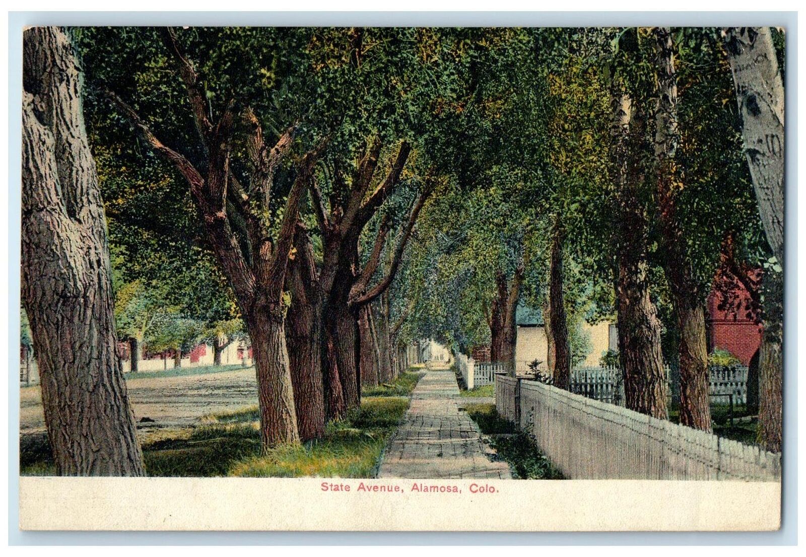 c1910's State Avenue Residences And Trees Alamosa Colorado CO Unposted Postcard