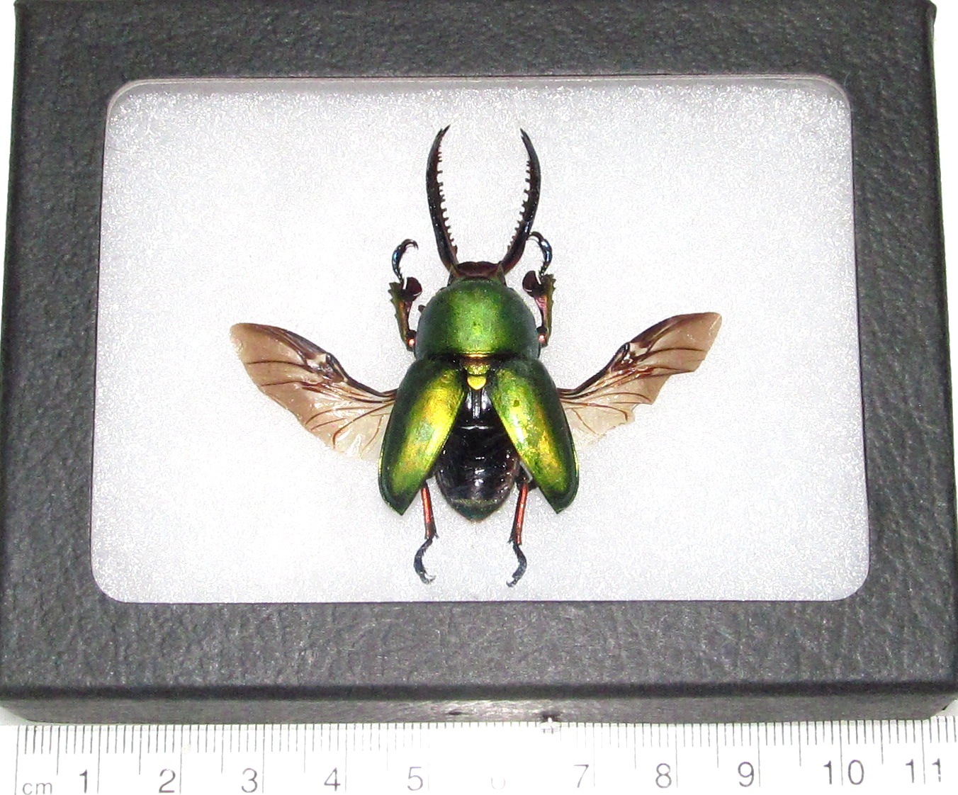 Lamprima adolphinae GREEN FORM MALE stag beetle mounted wings spread FRAMED
