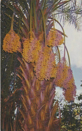 Loaded Date Palm-Sniff\'s Date Garden-INDIO, California