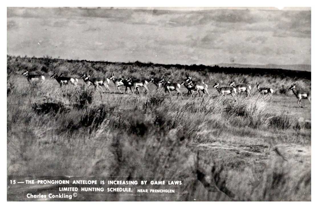 1940s Pronghorn Antelope at Frenchglen Oregon Vintage Real Photo Postcard