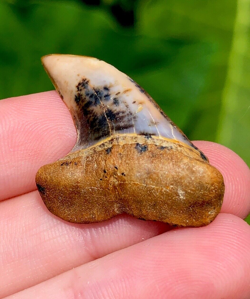 Unique Bakersfield Planus Fossil Shark Tooth Prehistoric History Gem Ocean