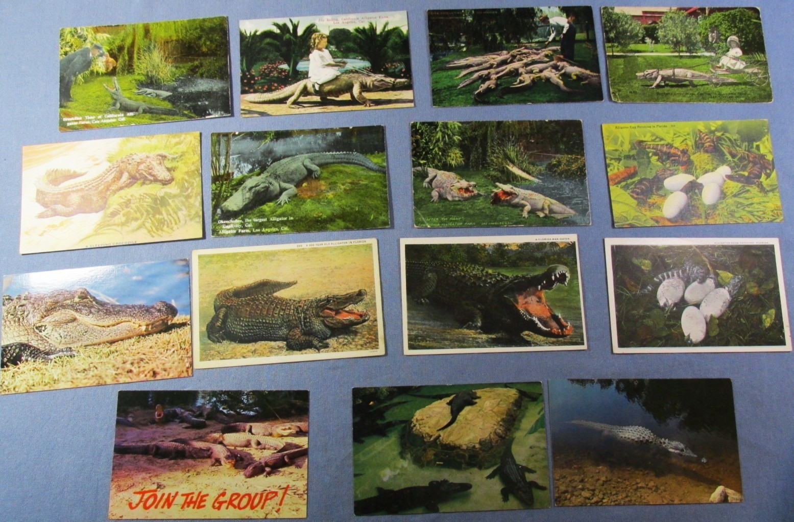 Mixed LOT of 15 Old ALLIGATOR POSTCARDS 1908 to 1960 Florida California Rides ++