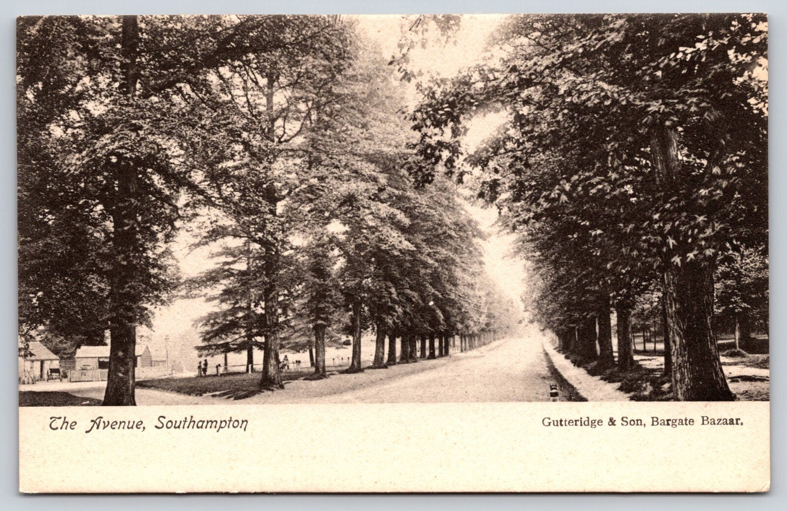 Vintage Old Antique Postcard The Avenue Trees Road Southampton United Kingdom