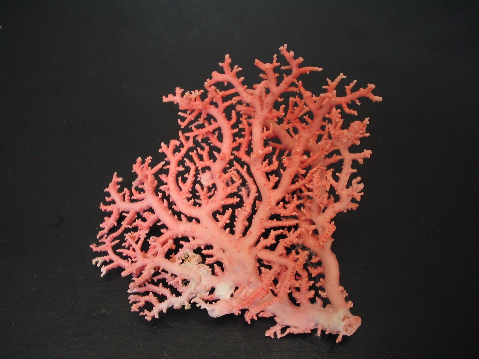 Breathtaking...STYLASTER ROSEUS~88.2mm/3 1/2\