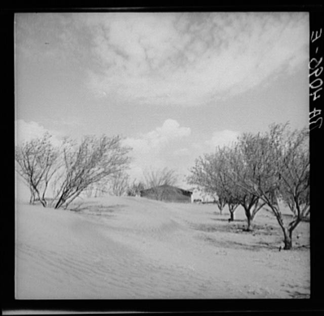 Photo:Oklahoma 1936 Sand Dunes in Orchard Dust Storms FSA Rothstein
