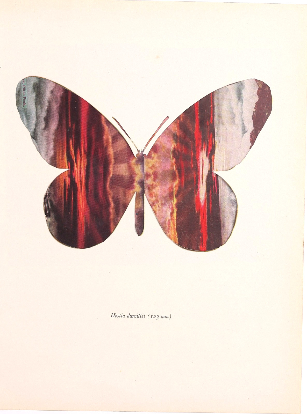 Pikes Peak (butterfly postcard collage) Pikes Peak (butterfly postcard collage)