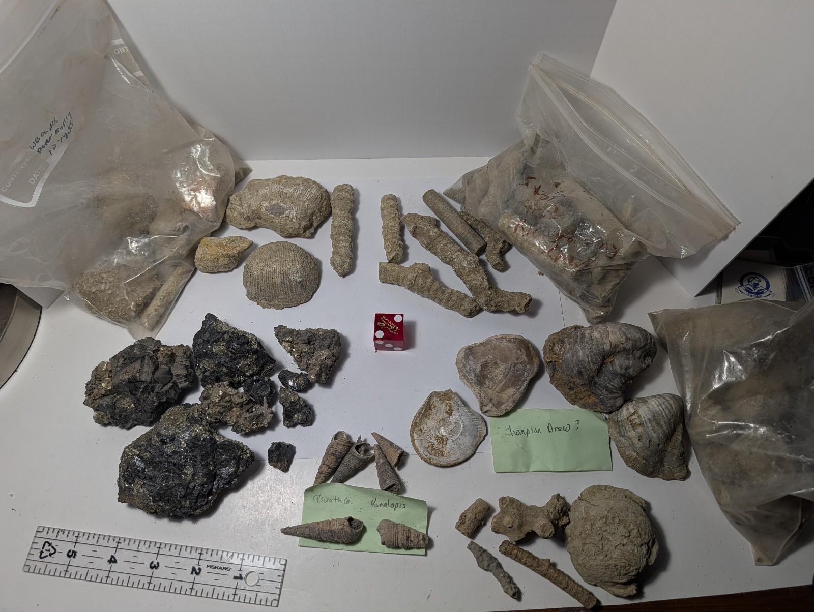 Vintage Fossil Estate Reseller Mixed Lot Sphalerite Pyrite Turritella 6lb Box