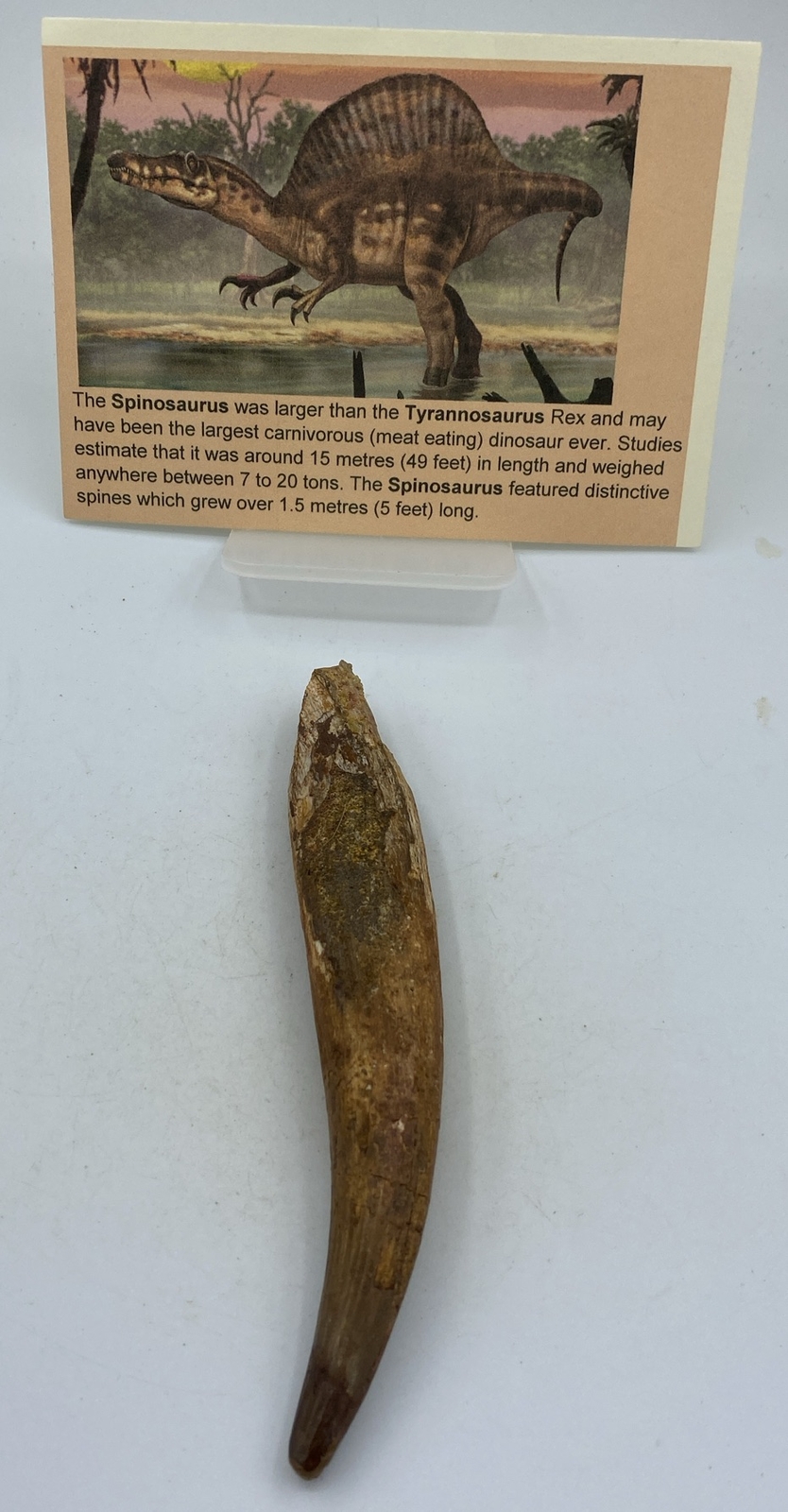 Spinosaurus Teeth Dinosaur F0SSIL Before T Rex Cretaceous K535
