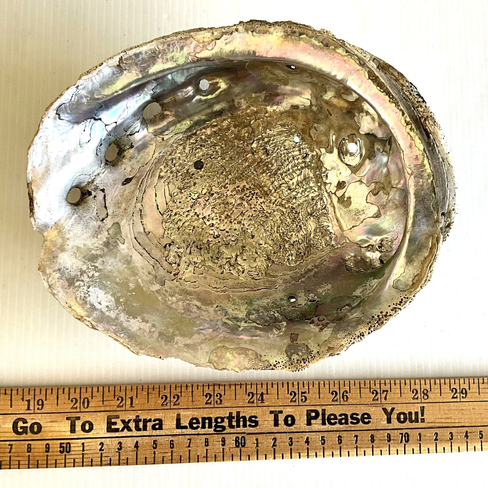 Vintage Abalone Shell Massive 8-15/16\ Vintage Abalone Shell Massive 8-15/16\