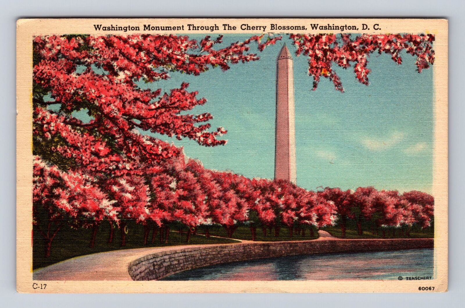 Washington D.C. Washington Monument, Cherry Blossoms, Vintage c1952 Postcard