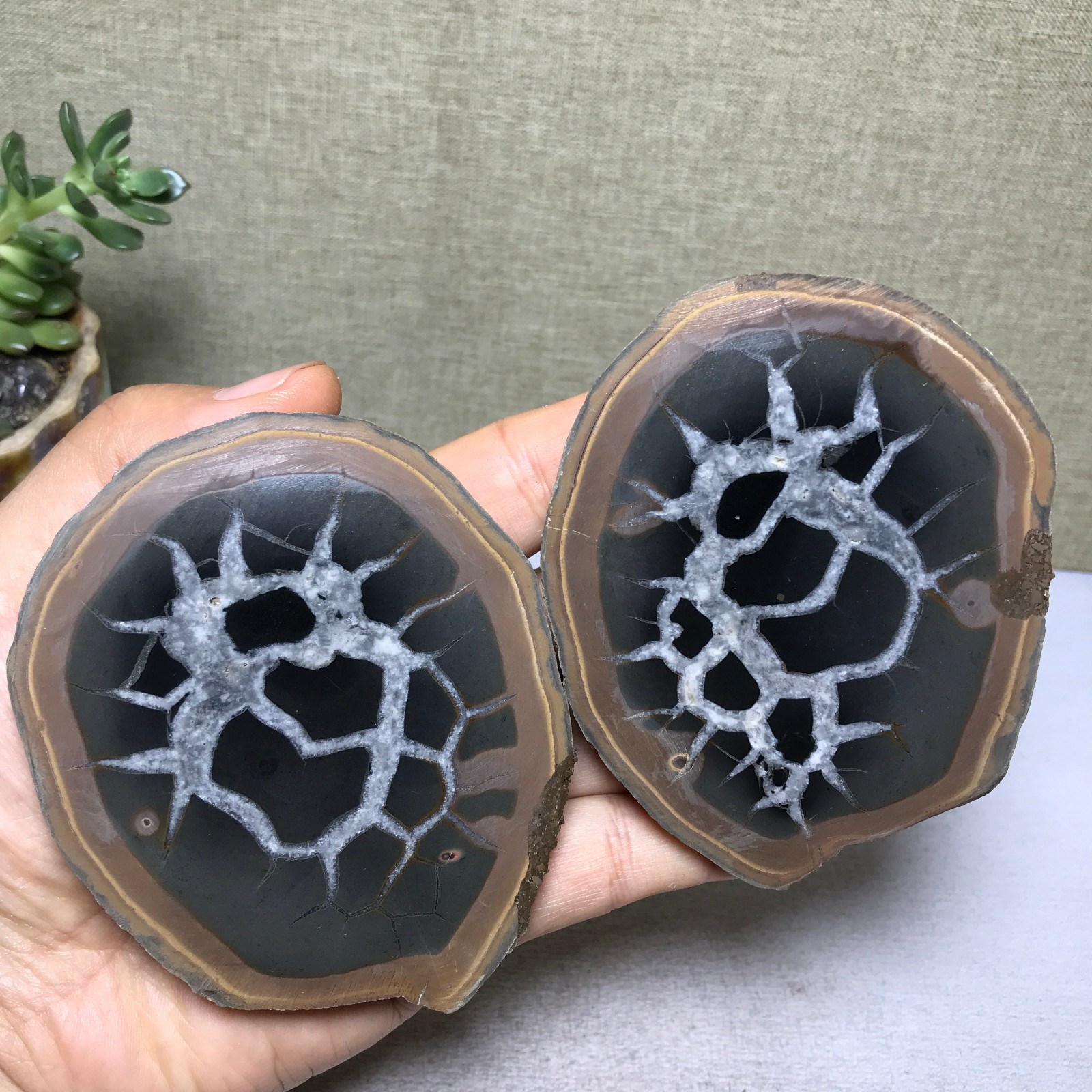 1 pair Natural Moroccan Turtle Back stone Cutting Energy specimen 479g A5652