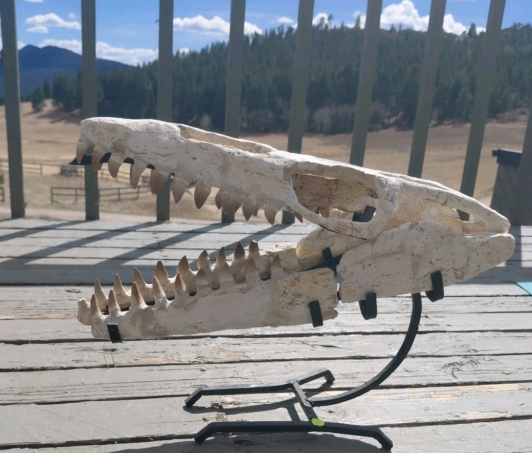 Mosasaur Jaw Fossil +Stand Morocco Authenticity Guaranteed 1 1/2 Ft Display A+