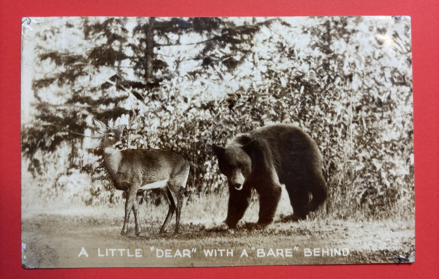 Vintage Humorous Postcard Deer Bear Pun A Little Vintage Humorous Postcard Deer Bear Pun A Little