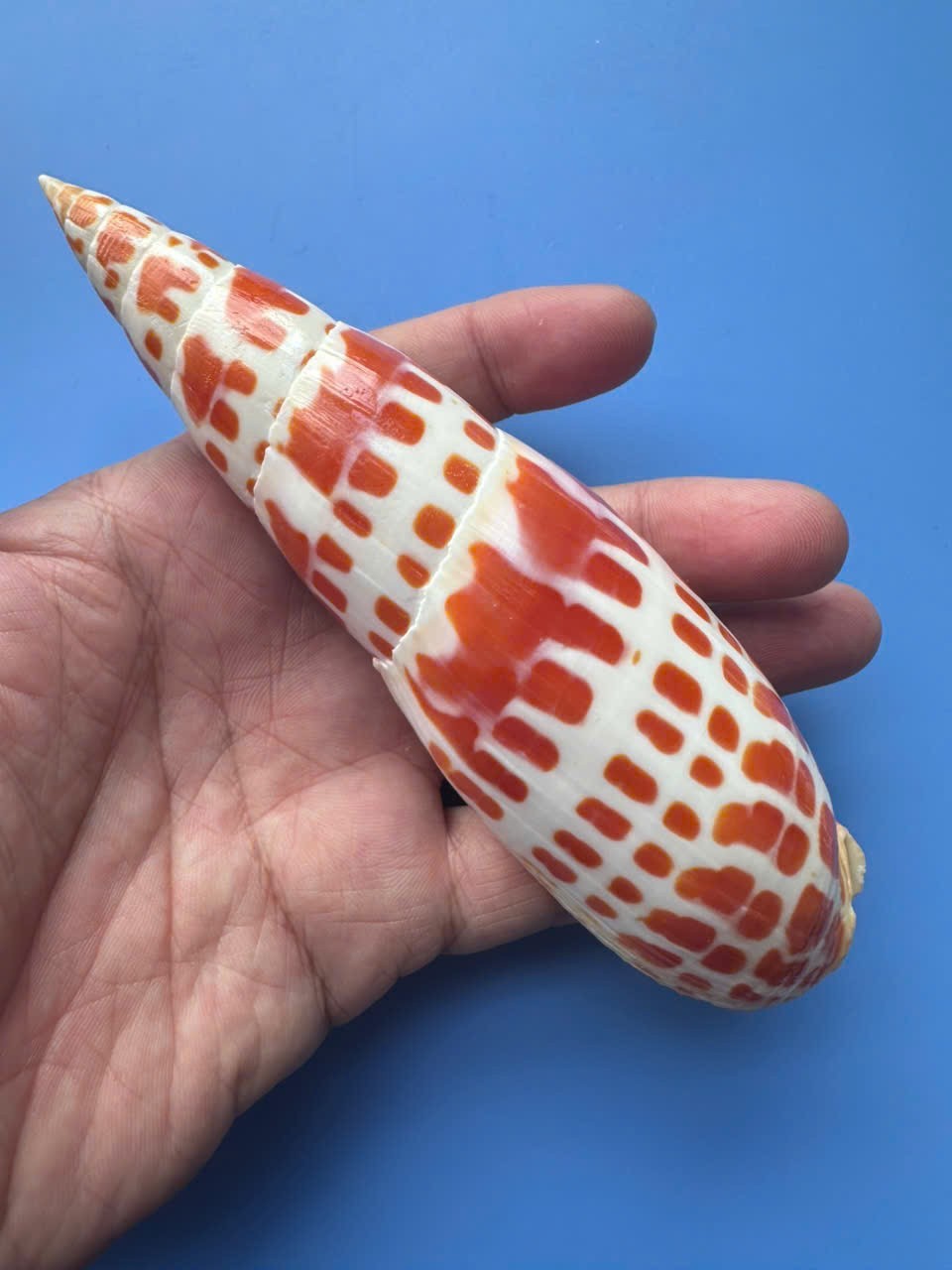 141.9mm | Mitra Mitra |F+++ | LARGE size| RED pattern | Beautiful shell