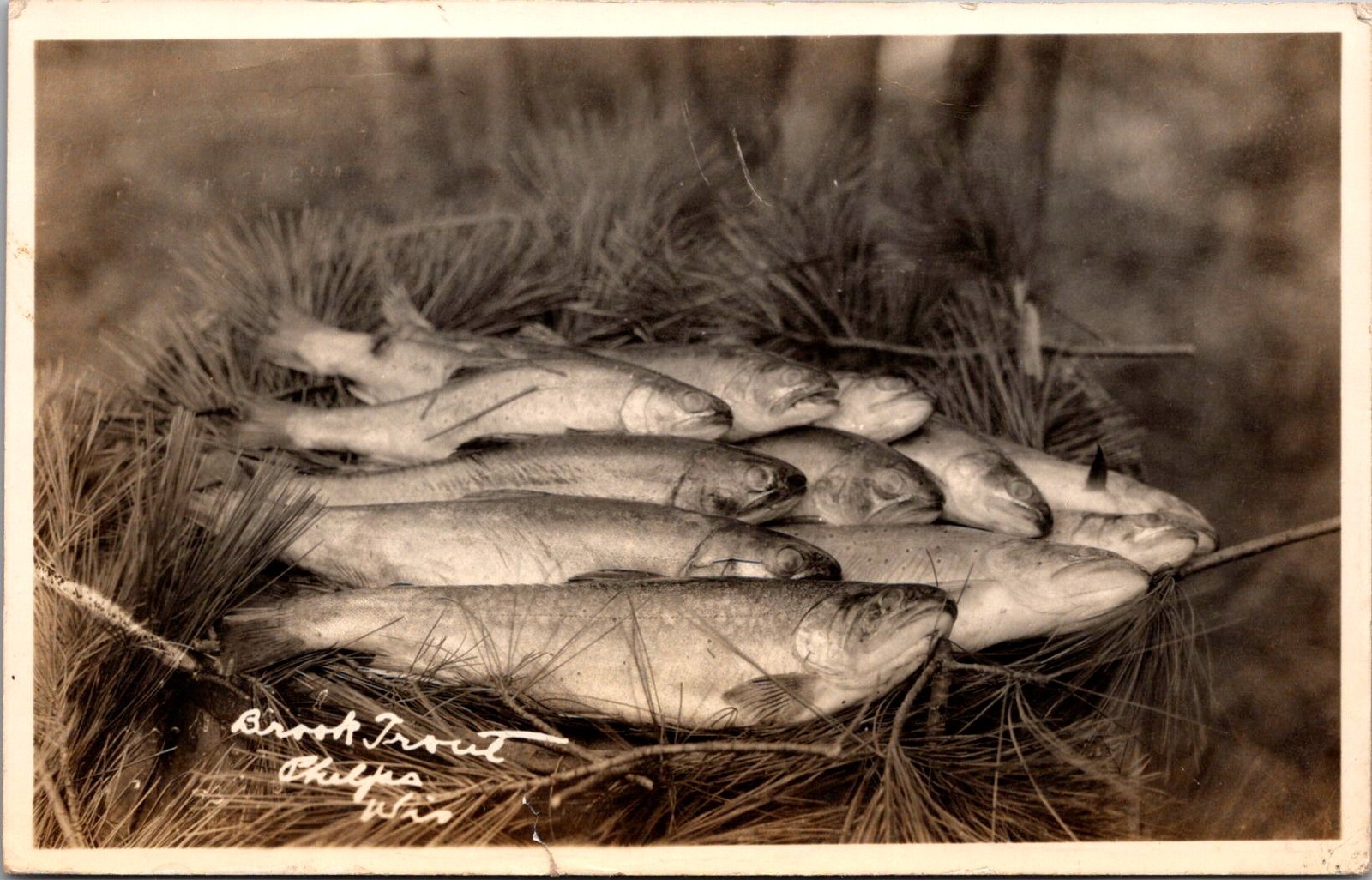 1934 RPPC Brook Trout Phelps Wis Vintage Postcard 4P24-27 1934 RPPC Brook Trout Phelps Wis Vintage Postcard 4P24-27