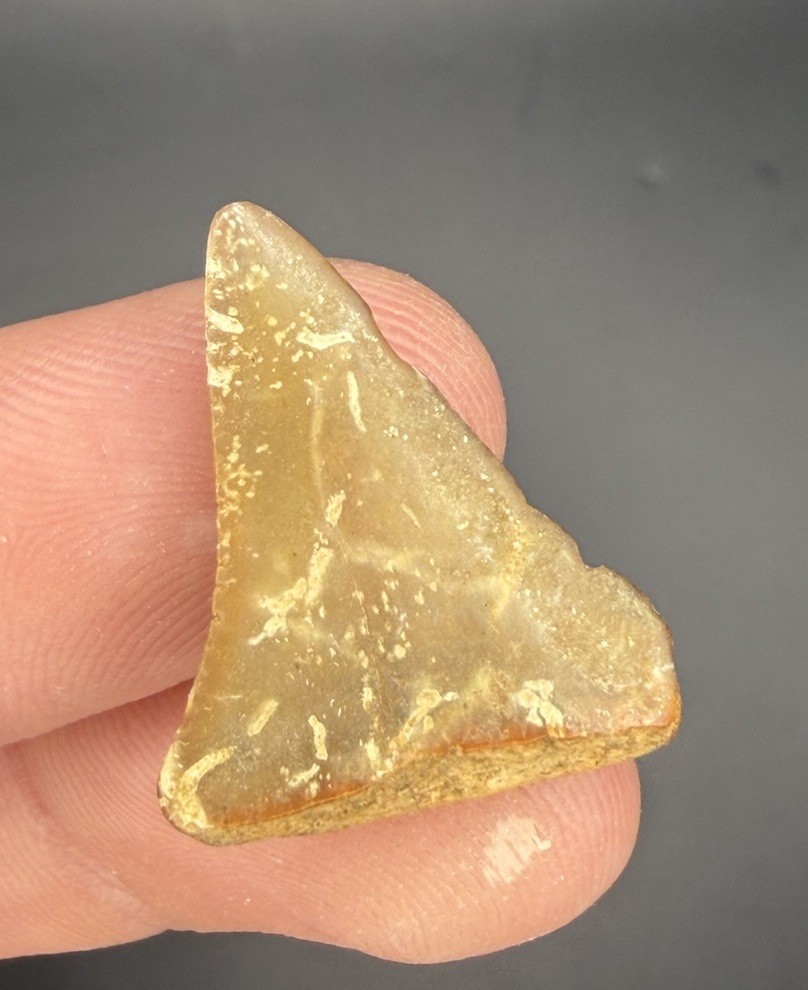 Worn GREAT WHITE Shark Tooth Fossil 1.06” from California