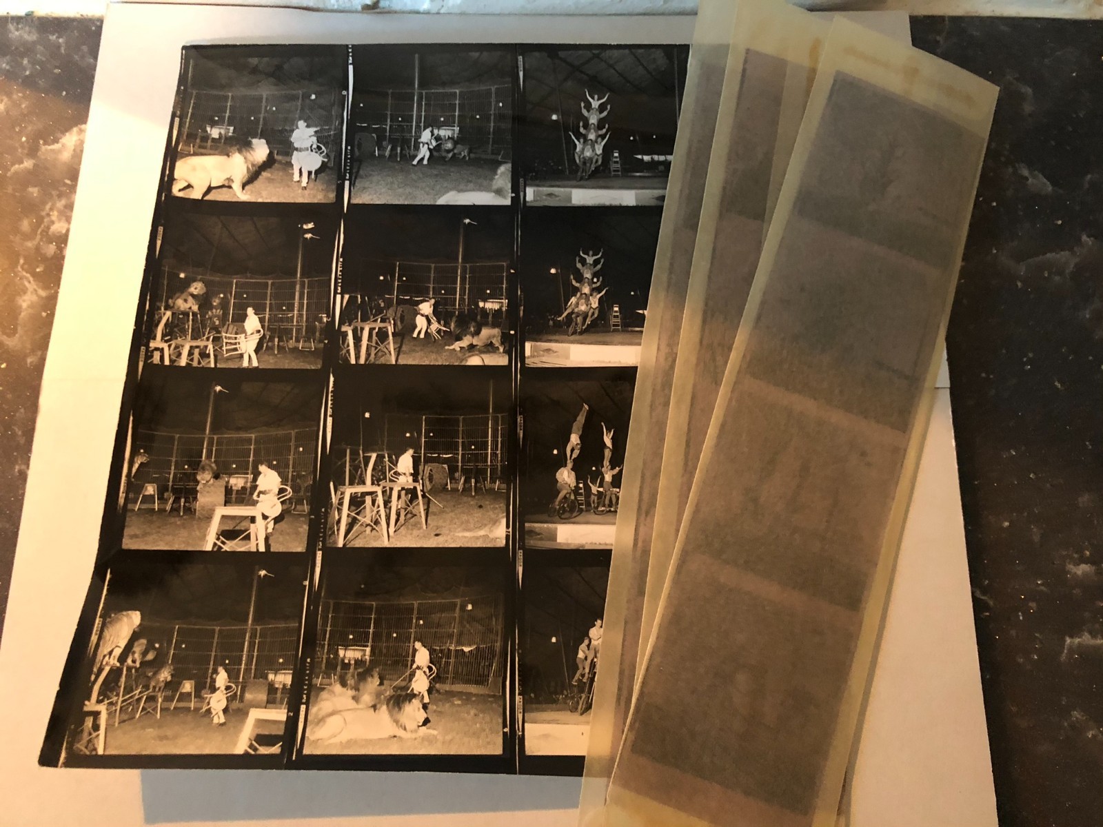 Vtg 120 B&W Negatives Circus Lions Lot of 12